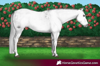 Horse Color:Gray White Spotted Black  and Gray White Spotted Grullo 