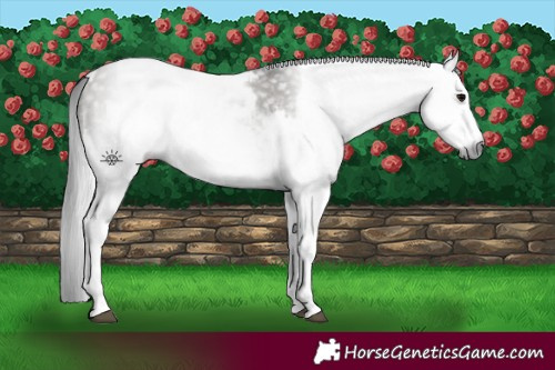 Horse Color:Gray White Spotted Grullo  and Gray White Spotted Grullo 