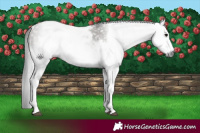 Horse Color:Gray White Spotted Grullo  and Gray White Spotted Grullo 