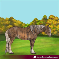 Horse Color:Liver Chestnut  and Chocolate Palomino 