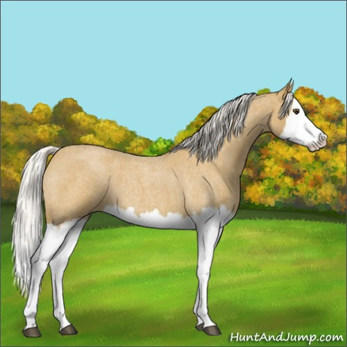Horse Color:Silver Buckskin Roan Splash 