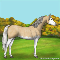Horse Color:Silver Buckskin Roan Splash 