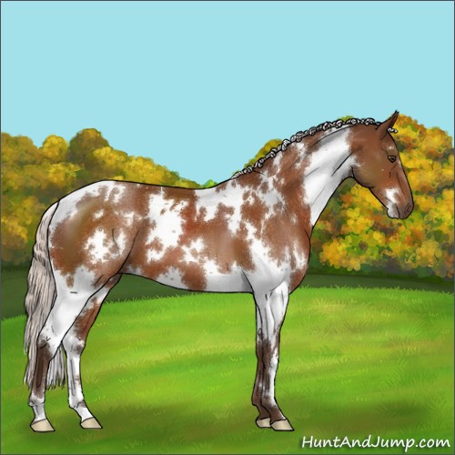 Horse Color:White Spotted Silver Buckskin
