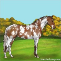 Horse Color:White Spotted Silver Buckskin 