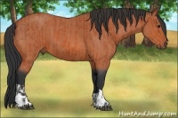Horse Color:Bay Roan  and Bay Roan 