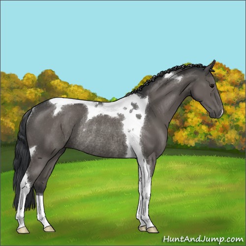 Horse Color:Black Tobiano Rabicano
