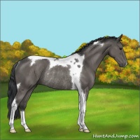 Horse Color:Black Tobiano Rabicano