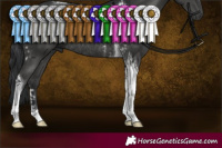 Horse Color:Black Tobiano Rabicano and Black Tobiano Rabicano