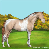 Horse Color:Buckskin Pearl Tobiano Rabicano 