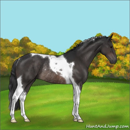 Horse Color:Brown Tobiano Rabicano 