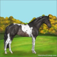 Horse Color:Brown Tobiano Rabicano 