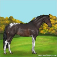 Horse Color:Brown Tobiano Rabicano 
