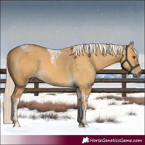 Horse Color:Palomino Dun Tobiano 