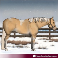 Horse Color:Palomino Dun Tobiano