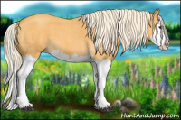 Horse Color:Palomino Roan Splash 