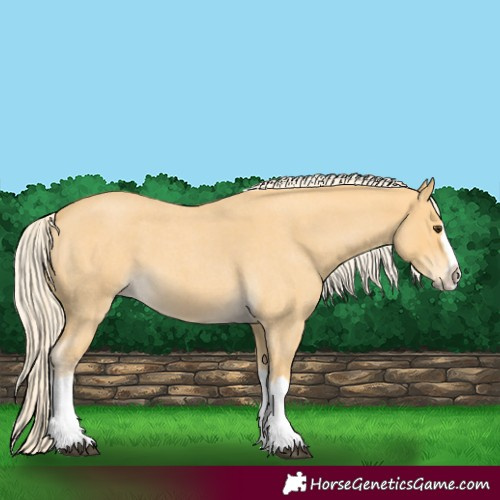 Horse Color:Palomino Roan Splash 