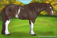 Horse Color:White Spotted Liver Chestnut 