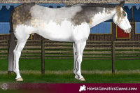 Horse Color:White Spotted Buckskin Splash Rabicano 
