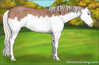 Horse Color:Silver Bay Roan Splash Rabicano 