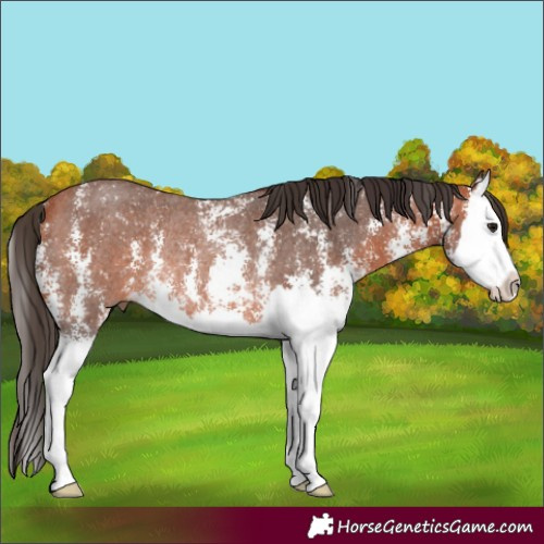 Horse Color:Bay Sabino Splash Rabicano 