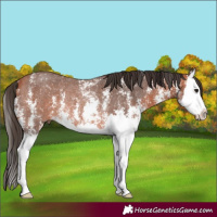 Horse Color:Bay Sabino Splash Rabicano