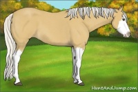 Horse Color:Silver Buckskin Roan Splash 
