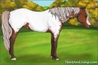 Horse Color:Silver Bay Appaloosa 