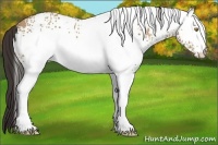 Horse Color:White Spotted Amber Champagne