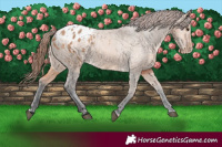 Horse Color:Bay Dun Appaloosa 
