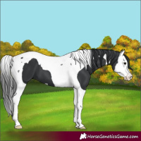 Horse Color:Black Splash Tobiano 