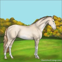 Horse Color:Smoky Black Pearl Sabino Appaloosa 