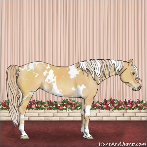 Horse Color:White Spotted Palomino Dun 