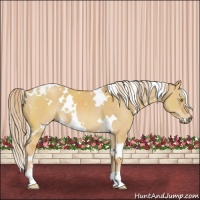 Horse Color:White Spotted Palomino Dun 
