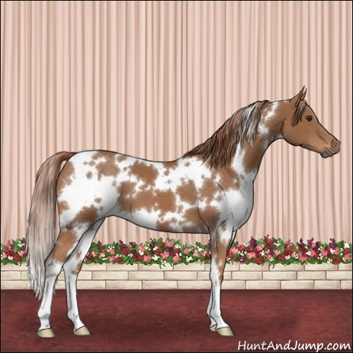 Horse Color:White Spotted Chestnut