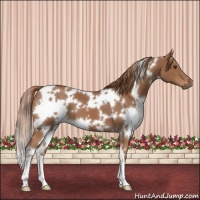 Horse Color:White Spotted Chestnut 