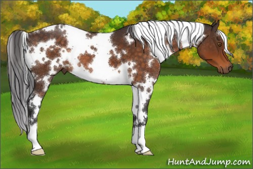 Horse Color:White Spotted Buckskin