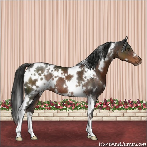 Horse Color:White Spotted Liver Chestnut 