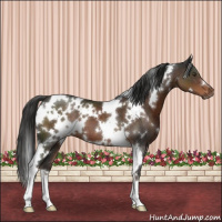 Horse Color:White Spotted Liver Chestnut
