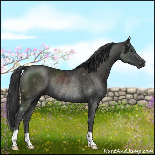 Horse Color:Liver Chestnut Rabicano