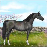 Horse Color:Liver Chestnut Rabicano 