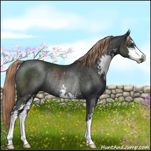 Horse Color:Liver Chestnut Sabino Rabicano 