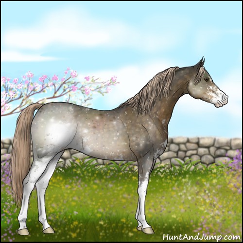 Horse Color:Chocolate Palomino Sabino 