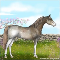 Horse Color:Chocolate Palomino Sabino 