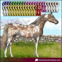 Horse Color:Chocolate Palomino Dun Mushroom Sabino Rabicano  and White Spotted Liver Red Dun 