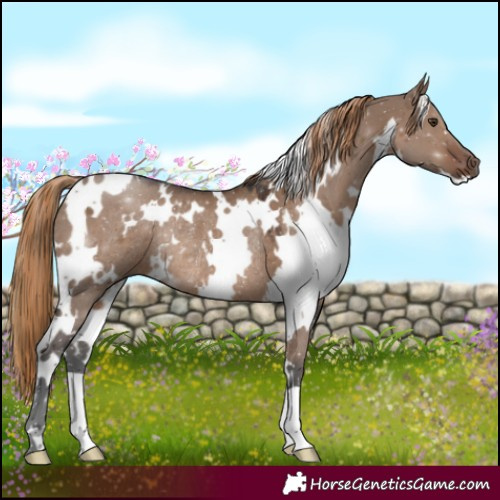 Horse Color:White Spotted Liver Red Dun Rabicano 
