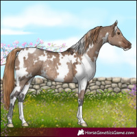 Horse Color:White Spotted Liver Red Dun Rabicano 