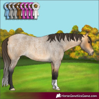 Horse Color:Buckskin Roan
