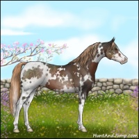 Horse Color:White Spotted Liver Chestnut Sabino 