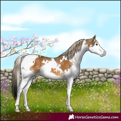 Horse Color:White Spotted Chocolate Palomino Splash
