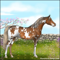 Horse Color:White Spotted Chocolate Palomino Sabino 